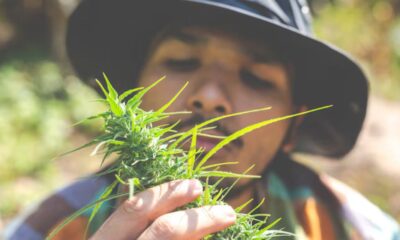 Home Marijuana Growers