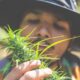 Home Marijuana Growers