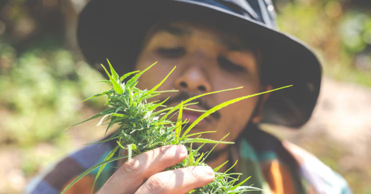Home Marijuana Growers